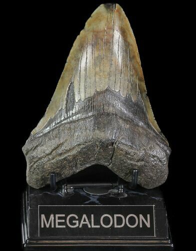 Large, Fossil Megalodon Tooth #69244